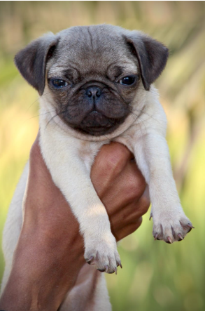 Purchase Friendly Pug Puppy from Bangalore